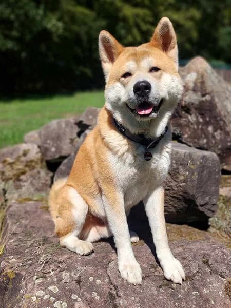 Artos, male 7yo Akita for adoption at Tierheim Kaiserslautern