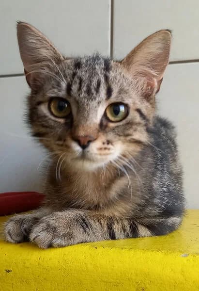 Bambino, male puppy European Shorthair for adoption at Tierheim Kaiserslautern