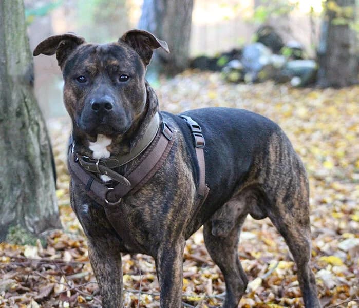 Bane, male young Staffordshire Bull Terrier for adoption at Tierheim Kaiserslautern