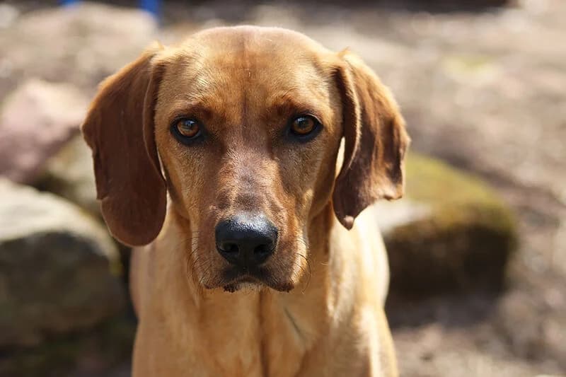 Bruno, male 5yo Mixed Breed for adoption at Tierheim Kaiserslautern