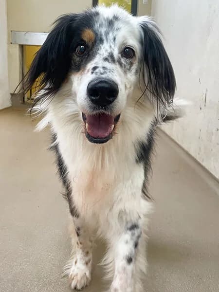 Carlo, male senior Border Collie for adoption at Tierheim Kaiserslautern