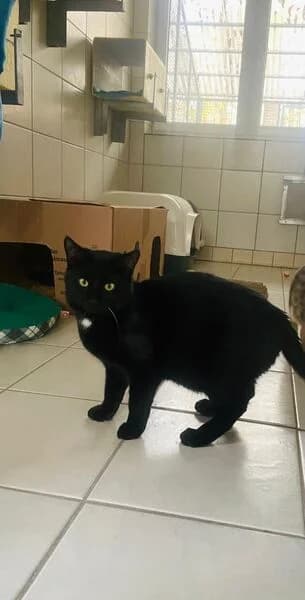 Craster, male puppy European Shorthair for adoption at Tierheim Kaiserslautern