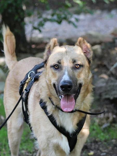 Cujo, male 4yo German Shepherd for adoption at Tierheim Kaiserslautern
