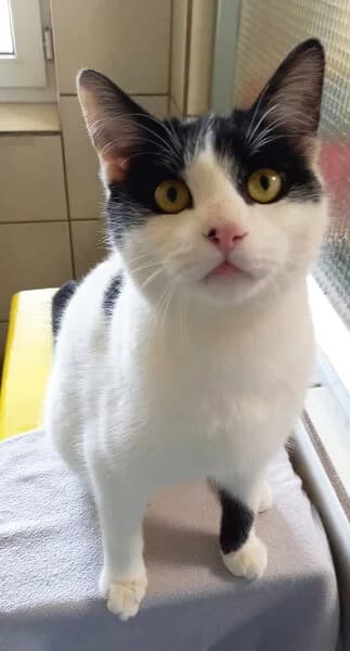 Dot, male young European Shorthair for adoption at Tierheim Kaiserslautern