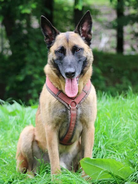 Einar, male 5yo Belgian Malinois for adoption at Tierheim Kaiserslautern