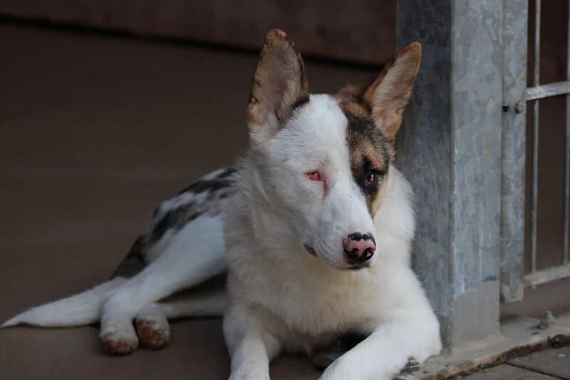 Eira, merle female Mixed Breed for adoption at Tierheim Kaiserslautern