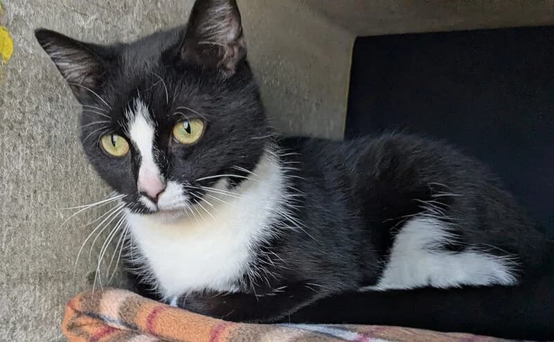 Elysia, female 3yo European Shorthair for adoption at Tierheim Kaiserslautern