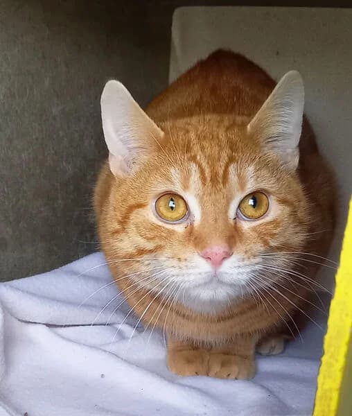 GB (Gearbox), male young European Shorthair for adoption at Tierheim Kaiserslautern