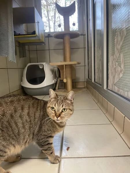 Giesela, female 4yo European Shorthair for adoption at Tierheim Kaiserslautern
