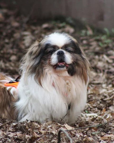 Gustav, male Mixed Breed for adoption at Tierheim Kaiserslautern