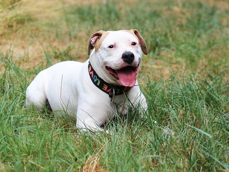 Happy, female young English Bulldog for adoption at Tierheim Kaiserslautern