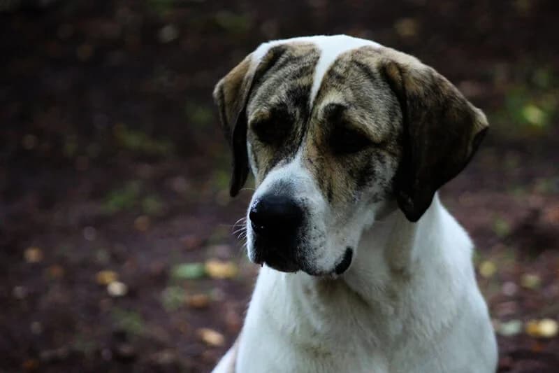 Heidi, female young Mixed Breed for adoption at Tierheim Kaiserslautern