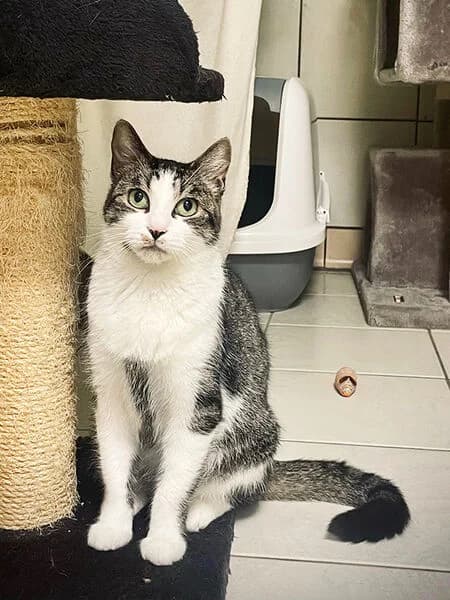 Janni, female 6yo European Shorthair for adoption at Tierheim Kaiserslautern