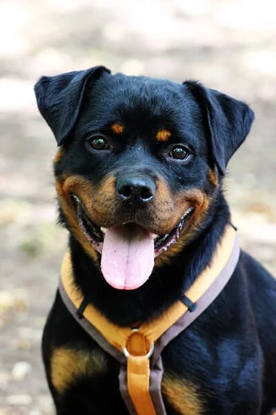 June, female Rottweiler for adoption at Tierheim Kaiserslautern