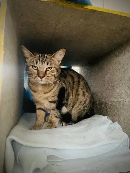 Karsi, female young European Shorthair for adoption at Tierheim Kaiserslautern