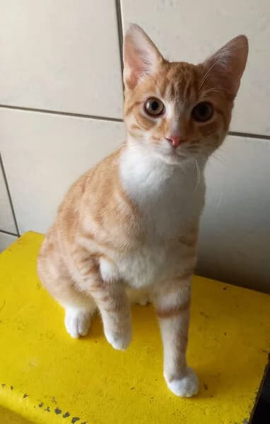 Litschi, male puppy European Shorthair for adoption at Tierheim Kaiserslautern