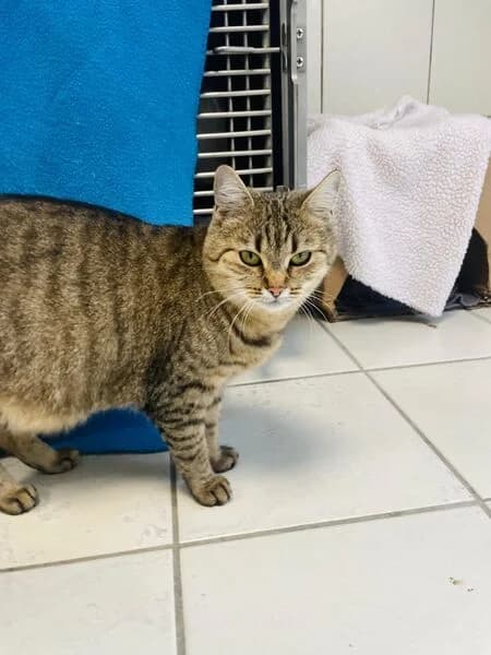 Marbella, female 3yo European Shorthair for adoption at Tierheim Kaiserslautern