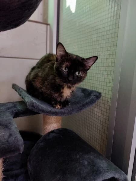 Marianne, female 6yo European Shorthair for adoption at Tierheim Kaiserslautern