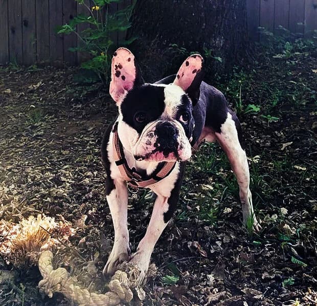 Mr. Bean, male 5yo Boston Terrier for adoption at Tierheim Kaiserslautern