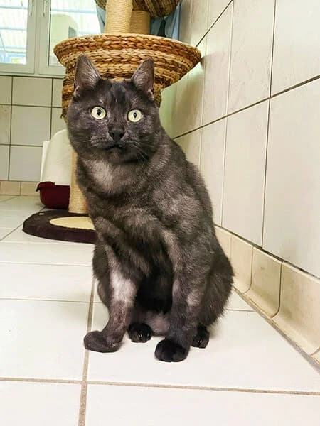 Neoma, male 4yo European Shorthair for adoption at Tierheim Kaiserslautern
