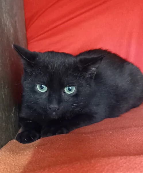 Γmer, male puppy European Shorthair for adoption at Tierheim Kaiserslautern