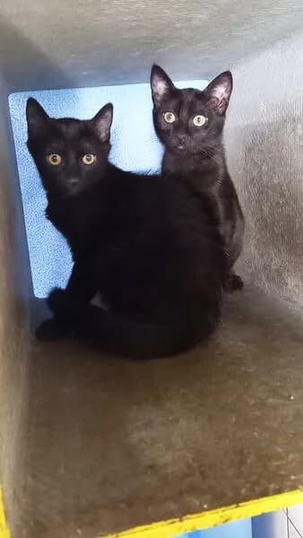 Osha & Orell, male puppy European Shorthair for adoption at Tierheim Kaiserslautern