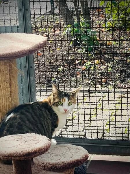 Peaches, female young European Shorthair for adoption at Tierheim Kaiserslautern