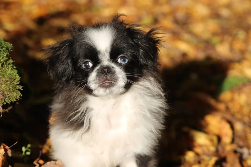 Pebbles, female young mixed breed for adoption at Tierheim Kaiserslautern