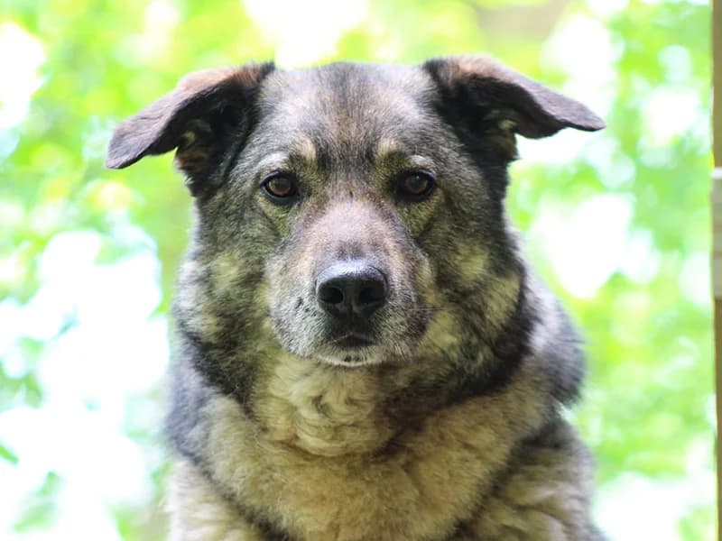 Phil, male senior German Shepherd for adoption at Tierheim Kaiserslautern