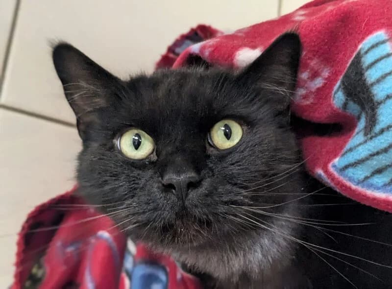 Pius, male 6yo mixed breed for adoption at Tierheim Kaiserslautern