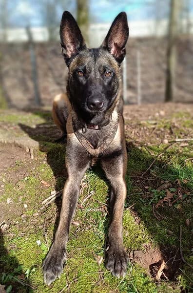 Runa, female 5yo Belgian Malinois for adoption at Tierheim Kaiserslautern