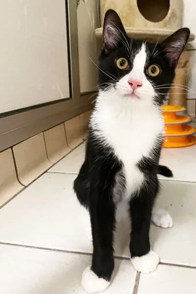 Scar, male puppy European Shorthair for adoption at Tierheim Kaiserslautern