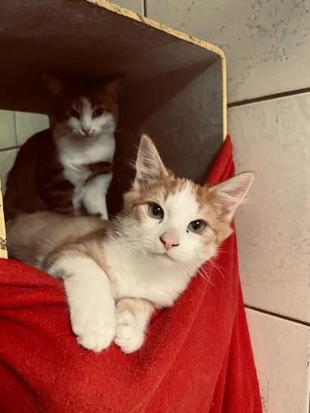 Scrat, male puppy European Shorthair for adoption at Tierheim Kaiserslautern