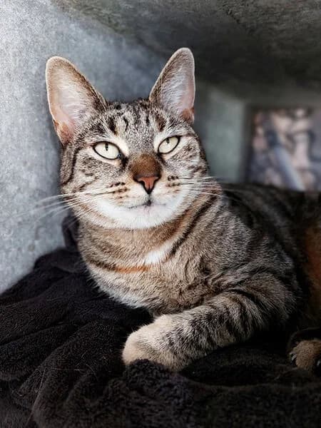 Sina, female 5yo European Shorthair for adoption at Tierheim Kaiserslautern