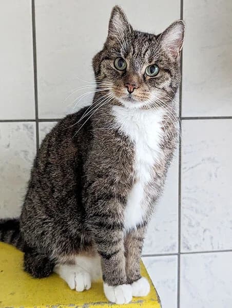 Split, male senior European Shorthair for adoption at Tierheim Kaiserslautern