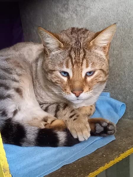 Terence, male 6yo Bengal for adoption at Tierheim Kaiserslautern