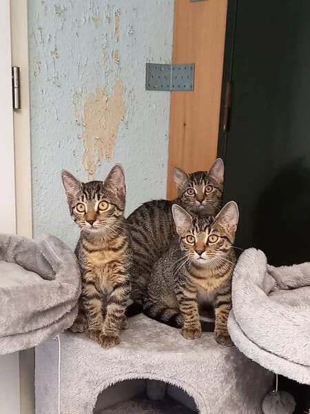 Twinkies 2 Babies, male puppy European Shorthair for adoption at Tierheim Kaiserslautern