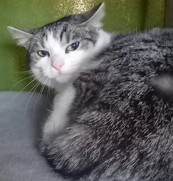 Wild Girlz, female young European Shorthair for adoption at Tierheim Kaiserslautern
