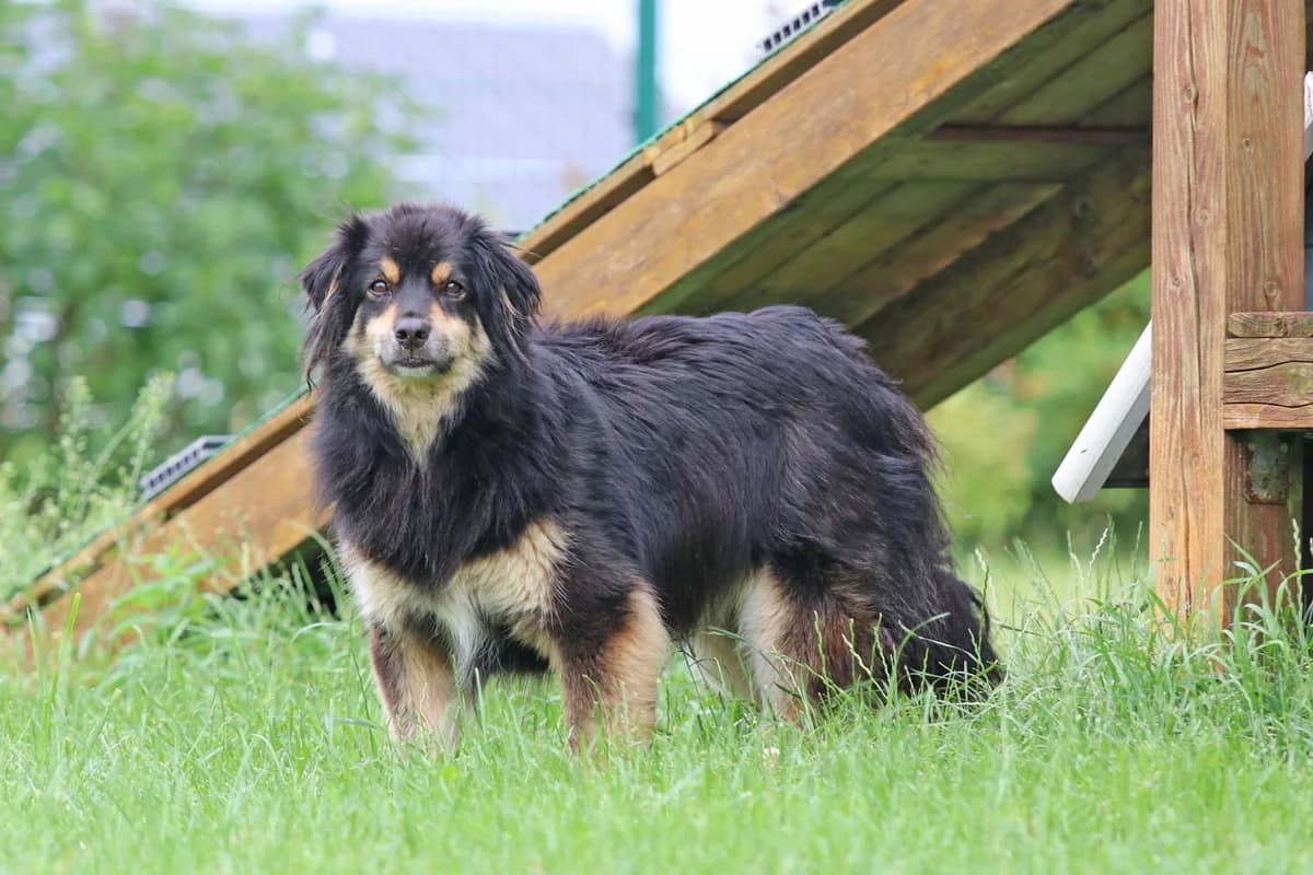 Herr Lisa, geb. 2016, Schulterhöhe ca. 40cm –, female Mixed Breed for adoption at Tierheim Kandelhof, Verwaltungsgemeinschaft Weischlitz
