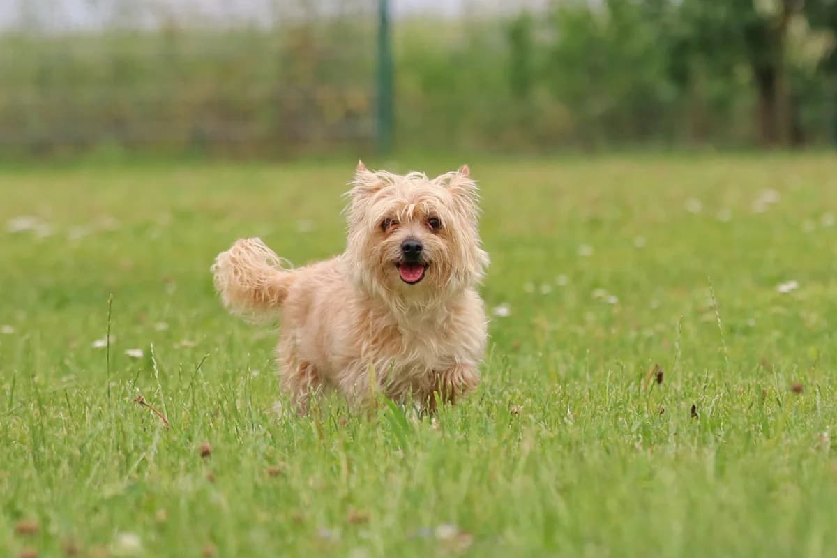 Unser Eddy ist zur Zeit zum Kennenlernen seiner neuen Familie außer Haus, 7yo Mixed Breed for adoption at Tierheim Kandelhof, Verwaltungsgemeinschaft Weischlitz