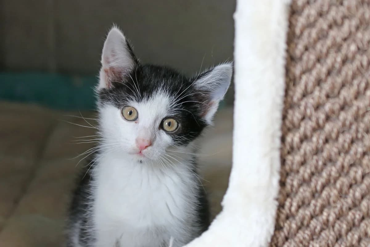 Snoppy, verspieltes, aufgewecktes Katzenkind, geb. Mai 2026, male Mixed Breed for adoption at Tierheim Kandelhof, Verwaltungsgemeinschaft Weischlitz