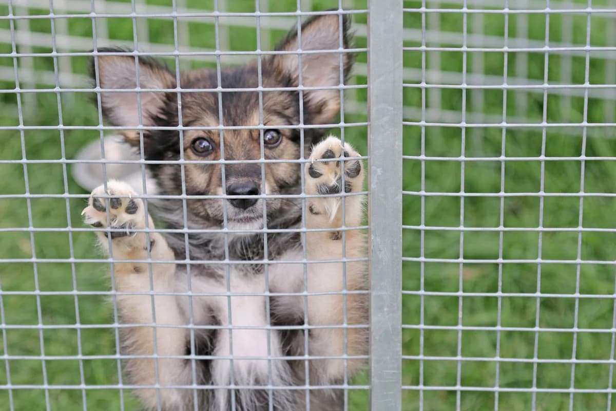 Heidi, kleine Hündin aus einer behördlichen Sicherstellung, geb. Juni 2026, female Mixed Breed for adoption at Tierheim Kandelhof, Verwaltungsgemeinschaft Weischlitz