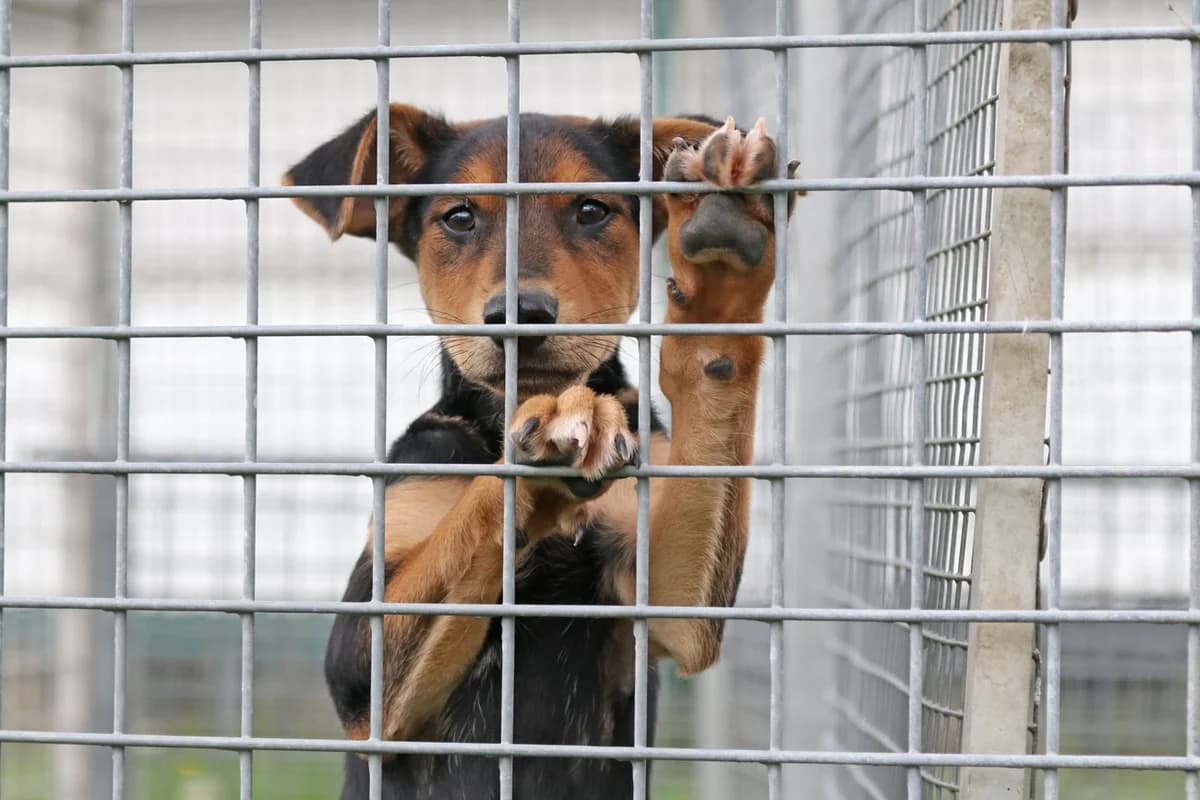 Robby, kleines Hundekind aus einer behördlichen Sicherstellung, geb. Juni 2026, male Mixed Breed for adoption at Tierheim Kandelhof, Verwaltungsgemeinschaft Weischlitz