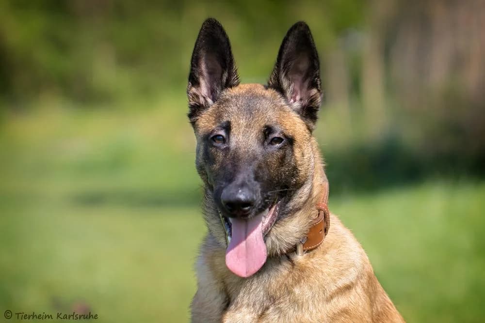 Apollo, male puppy Belgian Malinois for adoption at Tierheim Karlsruhe, Karlsruhe
