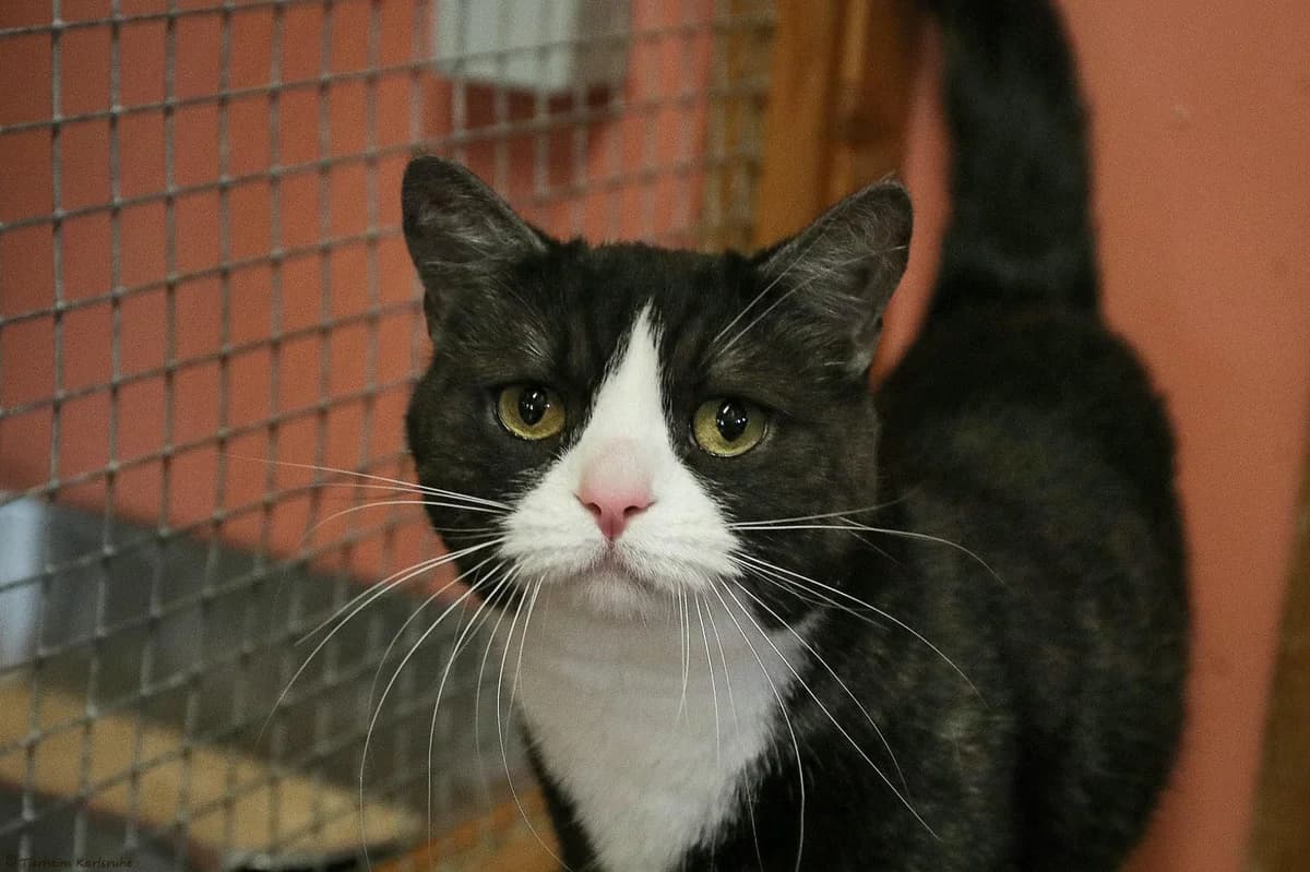 Asena (Wohnungshaltung mit Tendenz zum Freigang), grau weiß 7yo mixed breed for adoption at Tierheim Karlsruhe, Karlsruhe