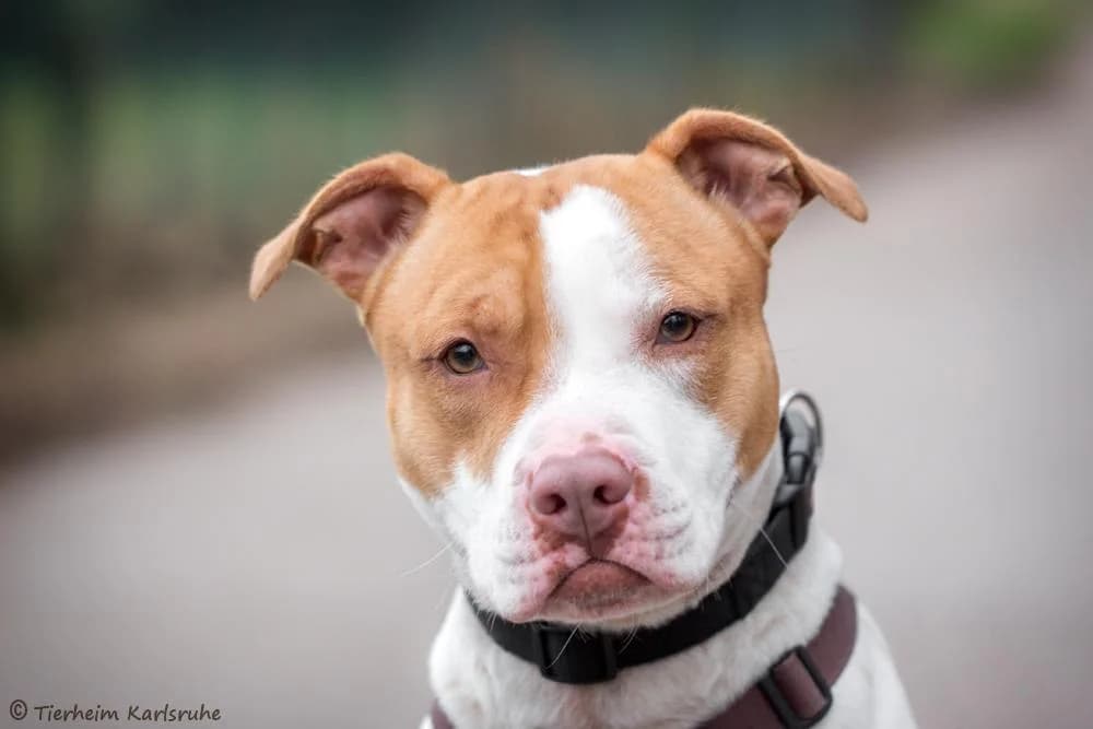 Da Vinci, male 6yo Staffordshire Bull Terrier for adoption at Tierheim Karlsruhe, Karlsruhe