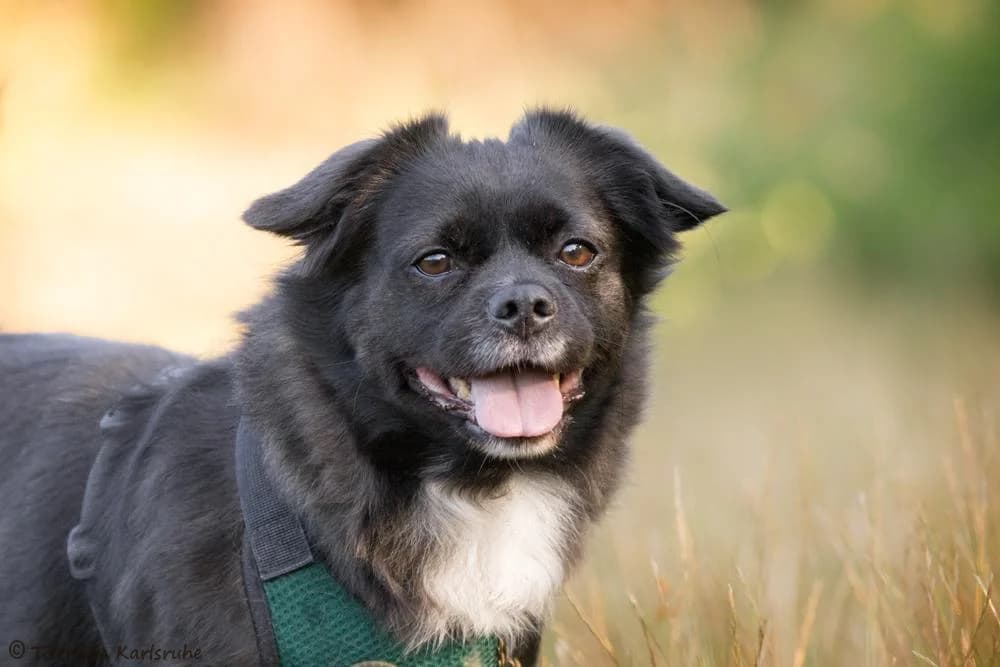 El Chabby, male 6yo Mixed Breed for adoption at Tierheim Karlsruhe, Karlsruhe