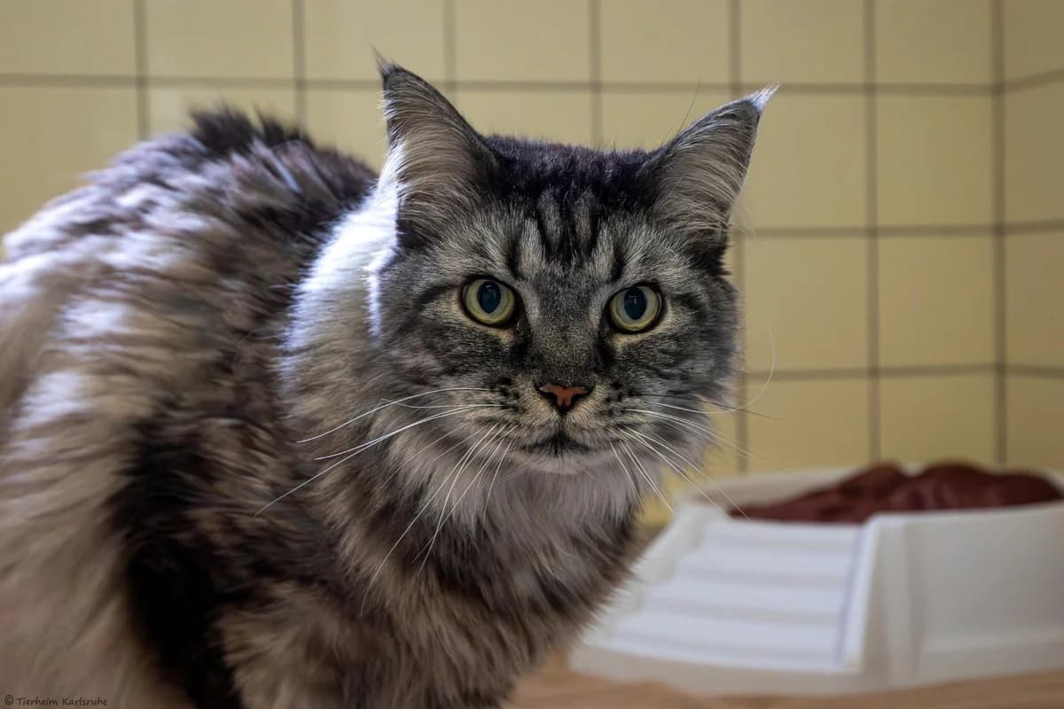 Helios (reserviert) (Wohnungshaltung), grau, weiß getigert male senior mixed breed for adoption at Tierheim Karlsruhe, Karlsruhe