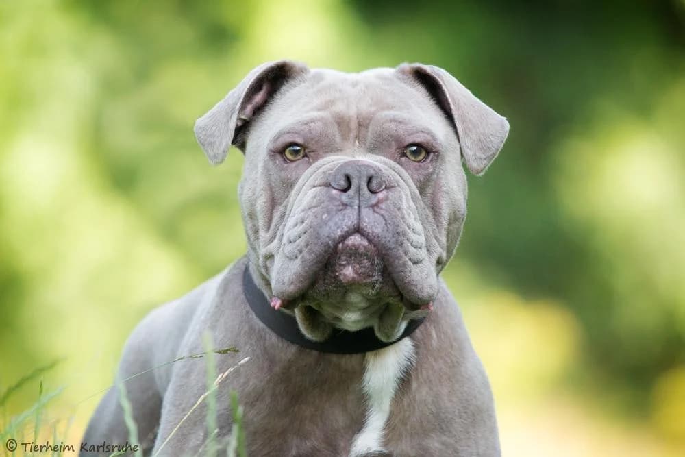 Major, male 5yo Mixed Breed for adoption at Tierheim Karlsruhe, Karlsruhe