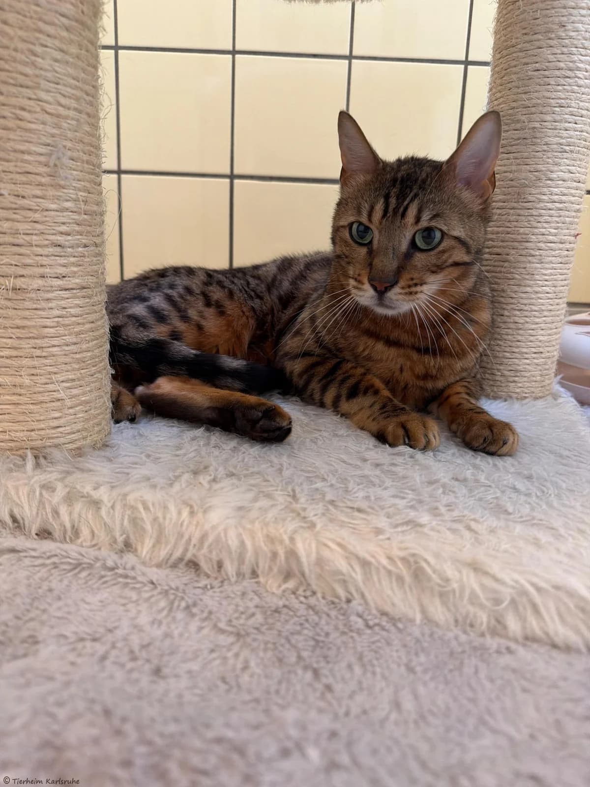 Merlin (Freigang), typisch Bengal 4yo Bengal for adoption at Tierheim Karlsruhe, Karlsruhe